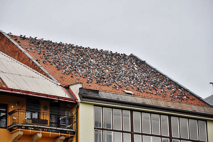 A2B Pest Control are able to install spikes to deter birds from roofs in Kirkby. 