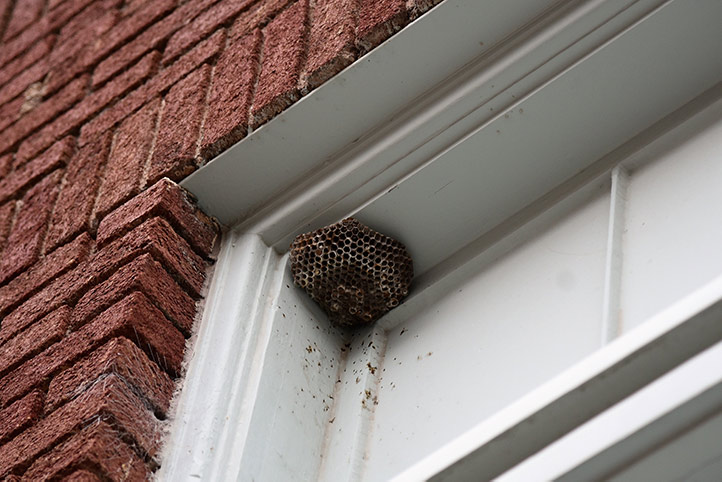We provide a wasp nest removal service for domestic and commercial properties in Kirkby.